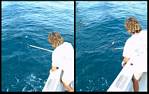 (14) montage (rig fishing).jpg    (1000x632)    330 KB                              click to see enlarged picture